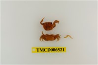 藏品(中型東方蟹)的圖片